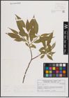 Foto von Salix fragilis L.